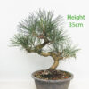 Black Pine Part Trained Bonsai Tree Pinus Thunbergii Number 105B