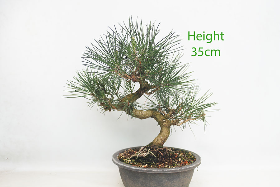 Black Pine Part Trained Bonsai Tree Pinus Thunbergii Number 105B