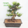 Black Pine Bonsai Tree Pinus Thunbergii Number 141P