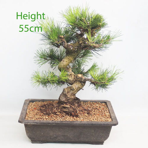 Black Pine Bonsai Tree Pinus Thunbergii Number 141P