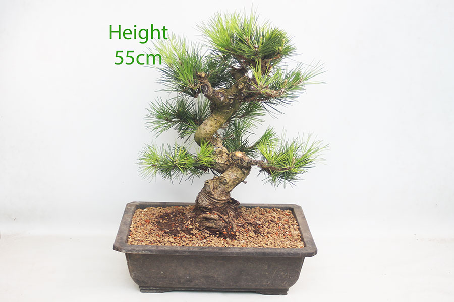 Black Pine Bonsai Tree Pinus Thunbergii Number 141P