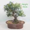 Pistachio Bonsai Tree Number 86P