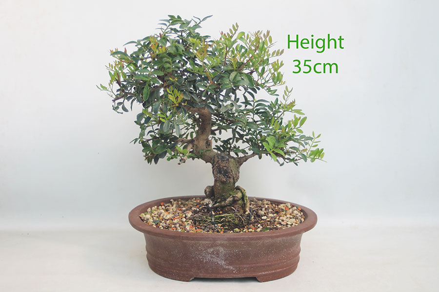 Pistachio Bonsai Tree Number 86P
