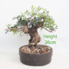 Pistachio Bonsai Tree Number 353P