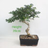Mediterranean Ash Bonsai Tree number 236P