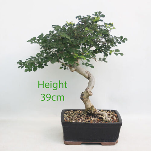 Mediterranean Ash Bonsai Tree number 236P