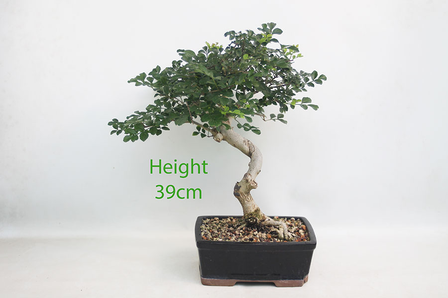 Mediterranean Ash Bonsai Tree number 236P
