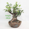 Crab Apple Flowering Bonsai Tree Malus Number 67P