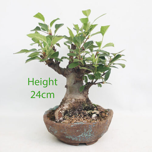 Crab Apple Flowering Bonsai Tree Malus Number 67P