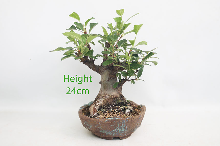 Crab Apple Flowering Bonsai Tree Malus Number 67P