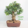 Pomegranate Nejikan Flowering Bonsai Tree Punica Number 324P