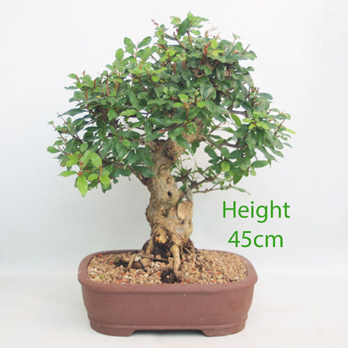 Pomegranate Nejikan Flowering Bonsai Tree Punica Number 324P