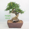 Pomegranate Nejikan Flowering Bonsai Tree Punica Number 364P