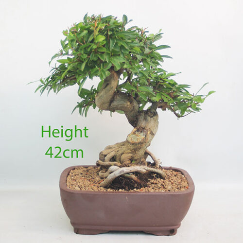 Pomegranate Nejikan Flowering Bonsai Tree Punica Number 364P