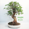 Mulberry Bonsai Tree Number 108P