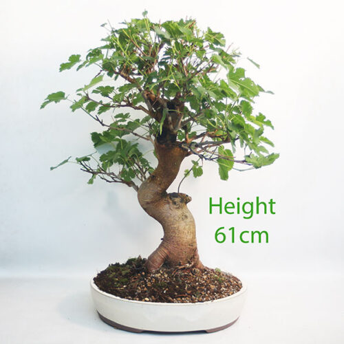Mulberry Bonsai Tree Number 108P