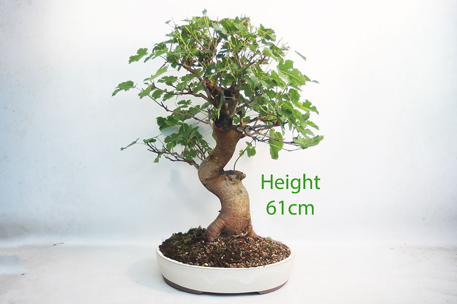 Mulberry Bonsai Tree Number 108P