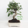 Crab Apple Flowering Bonsai Tree Malus Number 62P