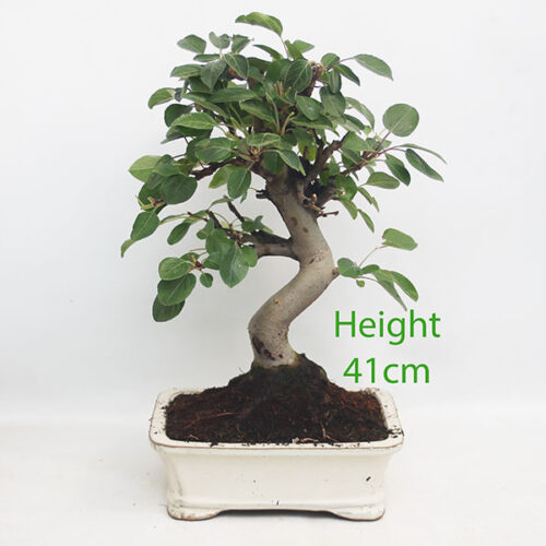 Crab Apple Flowering Bonsai Tree Malus Number 62P