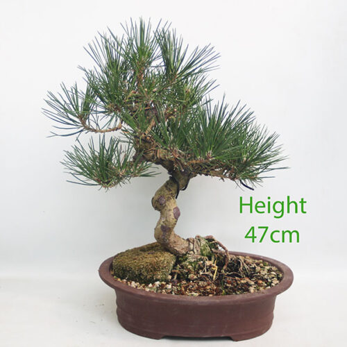 Black Pine Bonsai Tree Pinus Thunbergii Number 91Y
