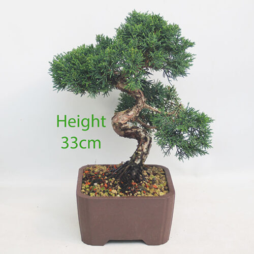 Chinese Juniper Bonsai Tree Number 326P