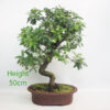 Pyracantha Flowering Bonsai Tree Number 149P