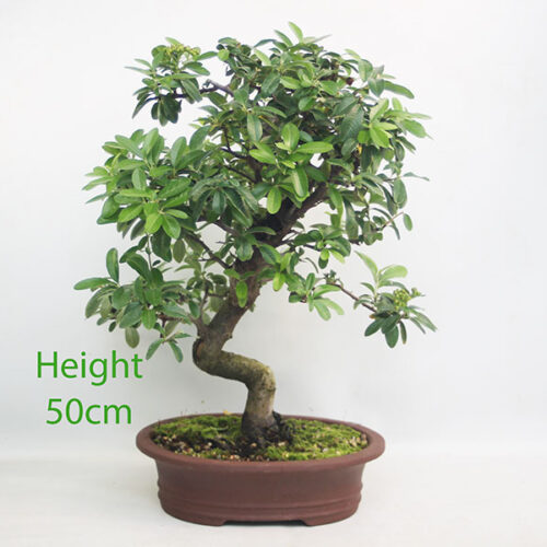 Pyracantha Flowering Bonsai Tree Number 149P