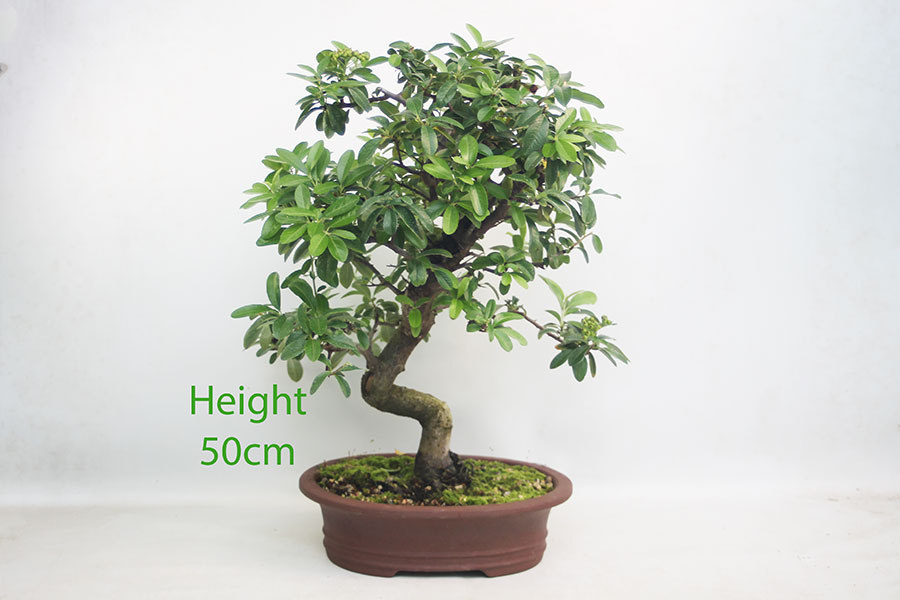 Pyracantha Flowering Bonsai Tree Number 149P