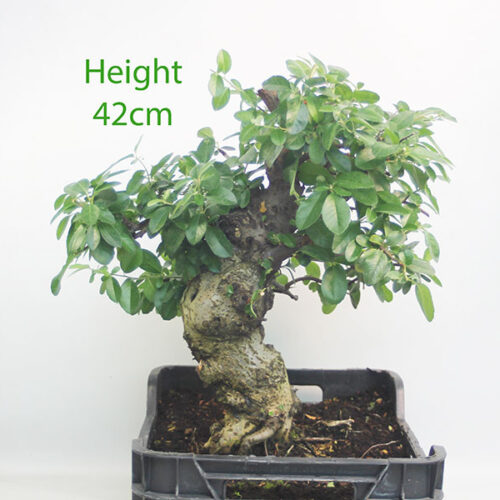 Pyracantha Flowering Bonsai Tree Part Trained Number 33P