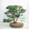 Chinese Juniper Bonsai Tree Number 113P