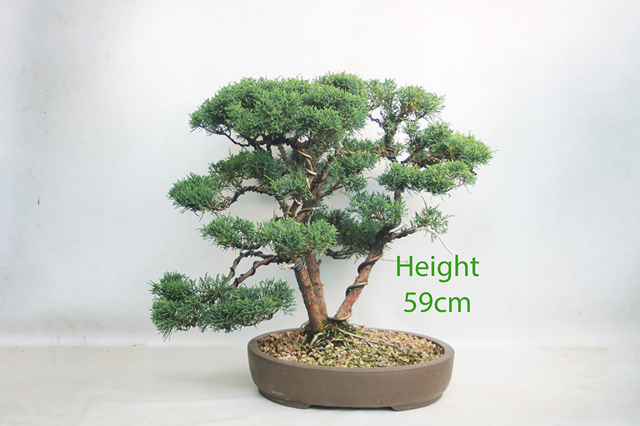 Chinese Juniper Bonsai Tree Number 113P