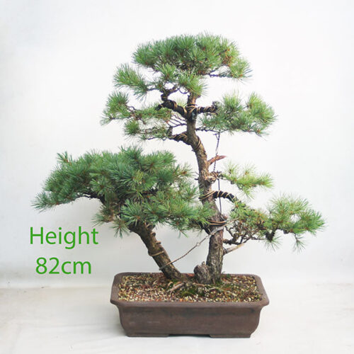 Japanese White Pine Bonsai Tree Number 360P