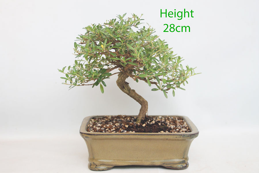 Coprosma Bonsai Tree Number 65P