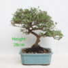 Coprosma Bonsai Tree Number 298P