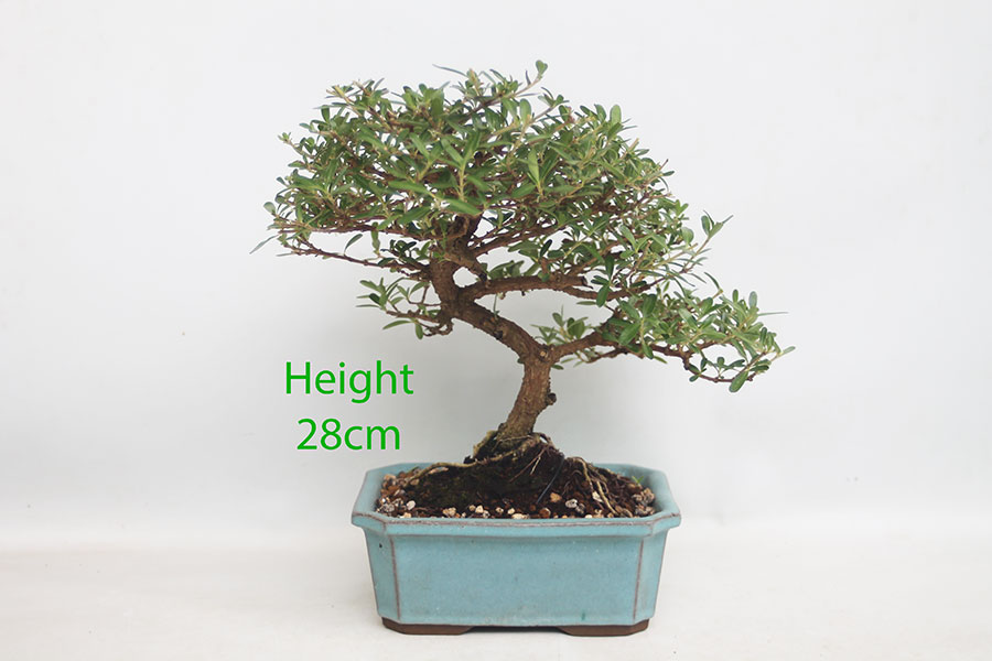 Coprosma Bonsai Tree Number 298P