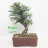 Seiju Elm Bonsai Tree Number 104P