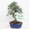 Cotoneaster Flowering Bonsai Clearance Tree Number 182P