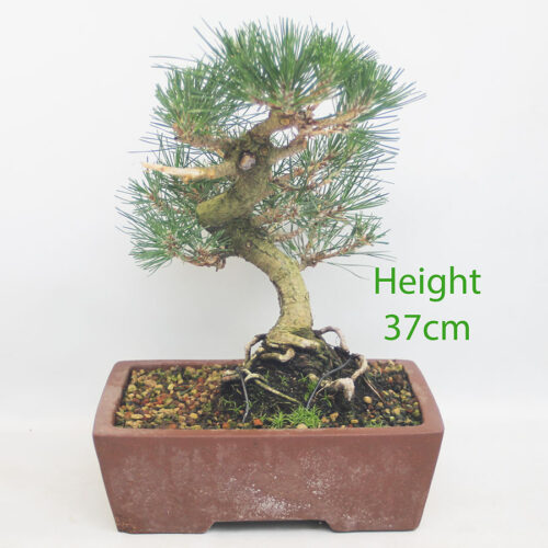 Black Pine Bonsai Tree Pinus Thunbergii Number 4Y