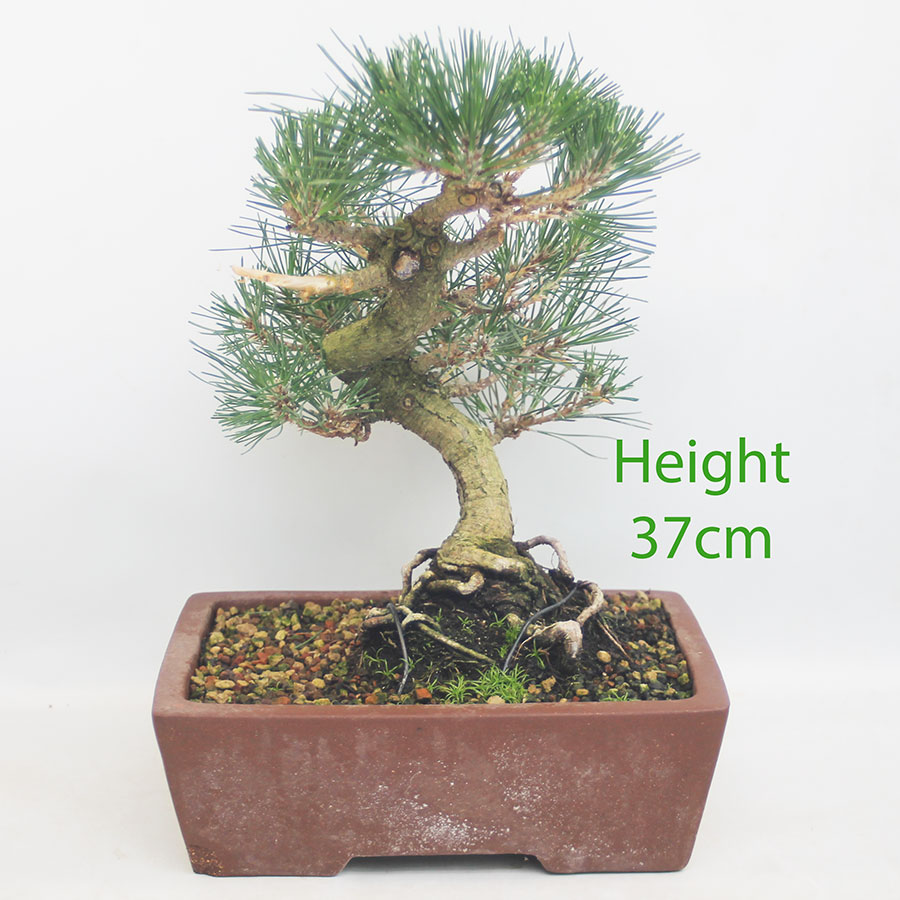 Black Pine Bonsai Tree Pinus Thunbergii Number 4Y