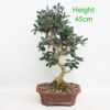 Olive Bonsai Tree Number 345P