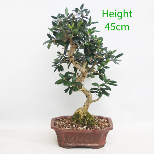 Olive Bonsai Tree Number 345P