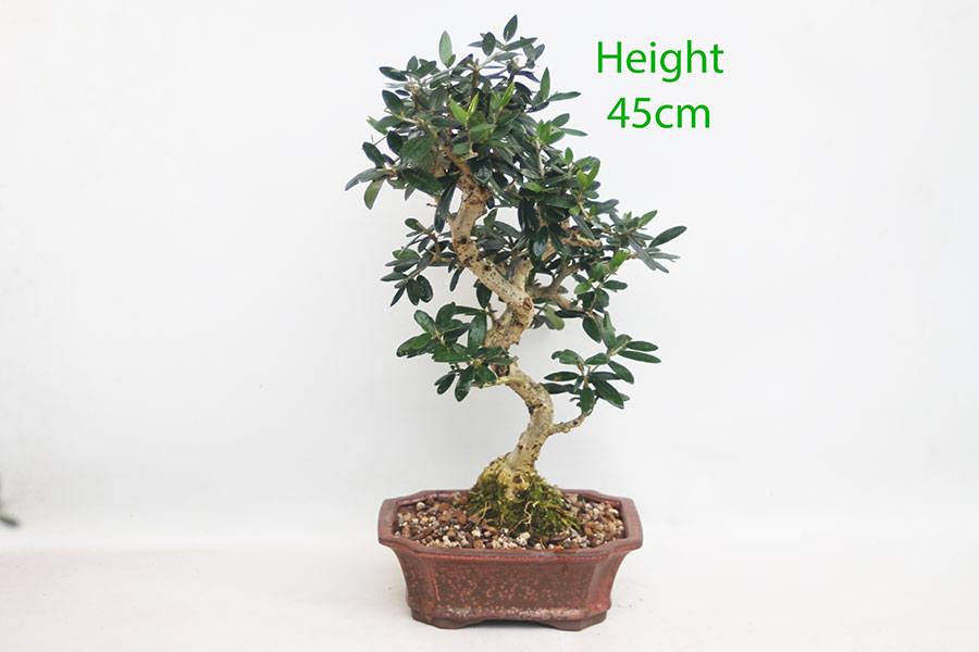 Olive Bonsai Tree Number 345P