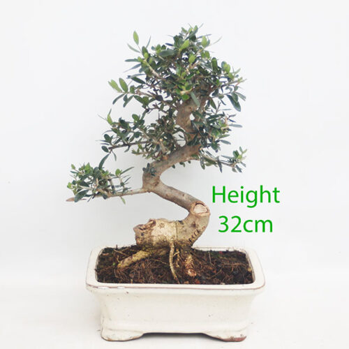 Olive Bonsai Tree Number 155P