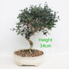 Olive Bonsai Tree Number 257P