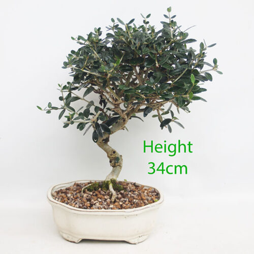 Olive Bonsai Tree Number 257P