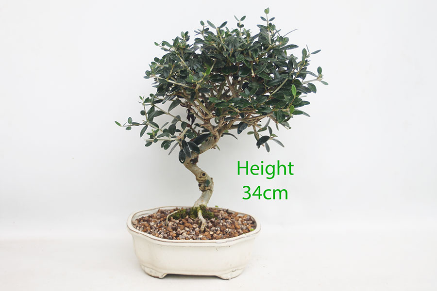 Olive Bonsai Tree Number 257P