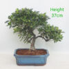 Azalea Flowering Bonsai Tree Number 3P