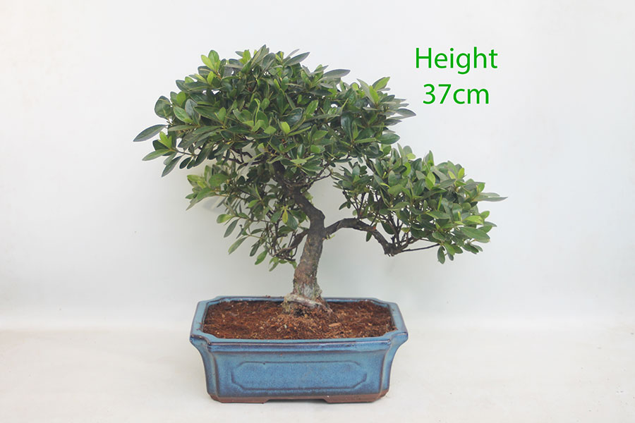 Azalea Flowering Bonsai Tree Number 3P