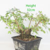 Field Maple Clearance Bonsai Tree Number 233P