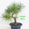 Japanese Red Pine Bonsai Tree Number 73P